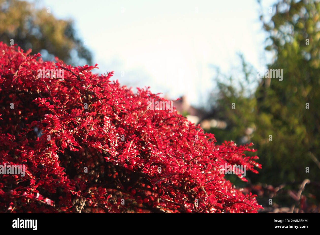 Un rosso brillante foglie e bacche di bush su una chiara autunno di mattina Foto Stock