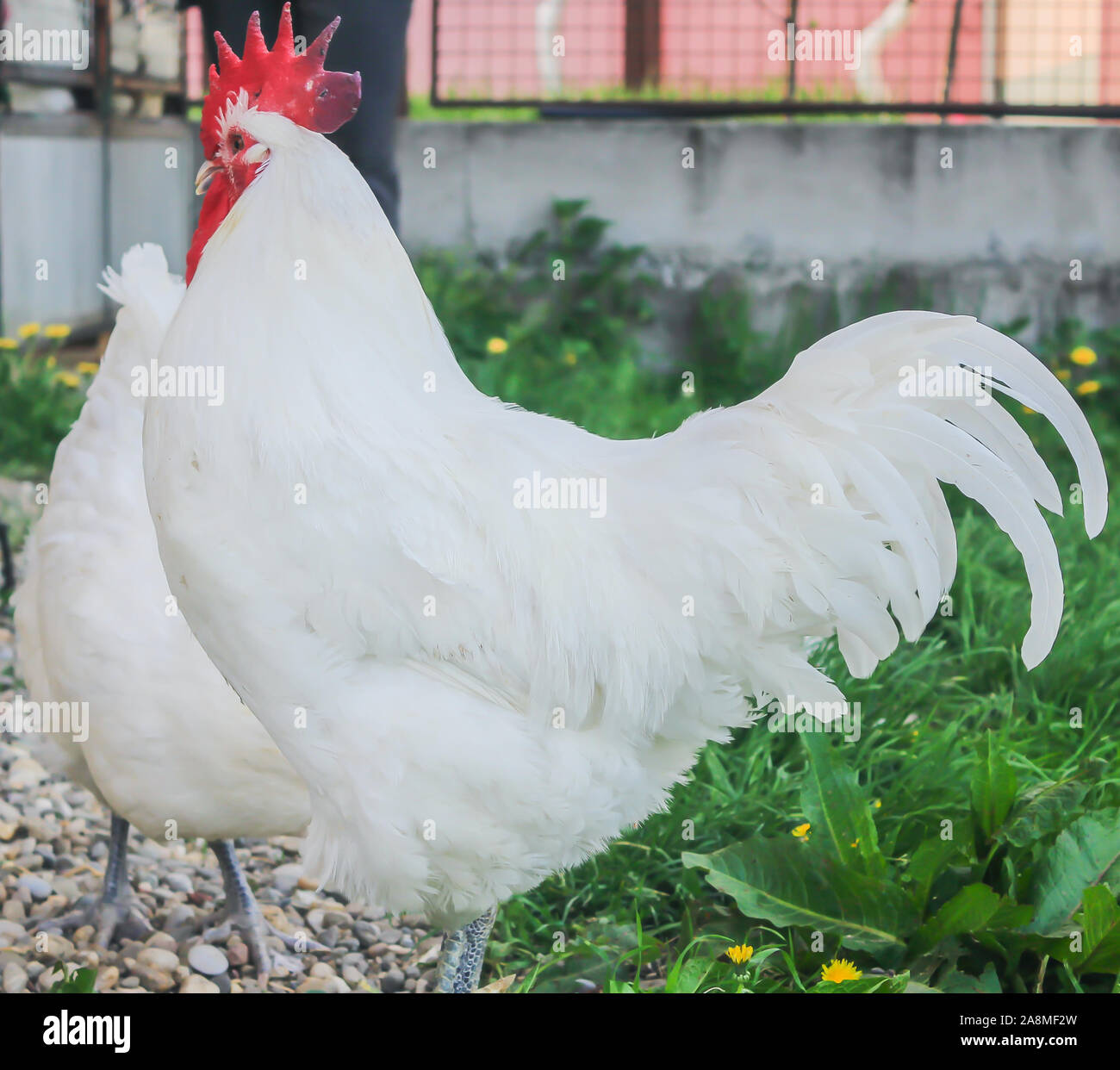 Bresse Gauloise pollo, Huhn, Janja in Bosnia Foto Stock