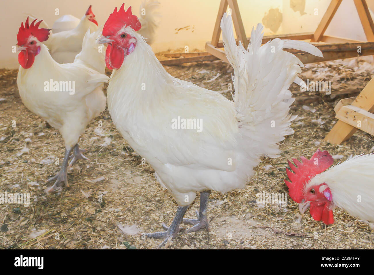 Bresse Gauloise pollo, Rooster, Huhn, Hahn, 16 settimane di età, Janja in Bosnia Foto Stock