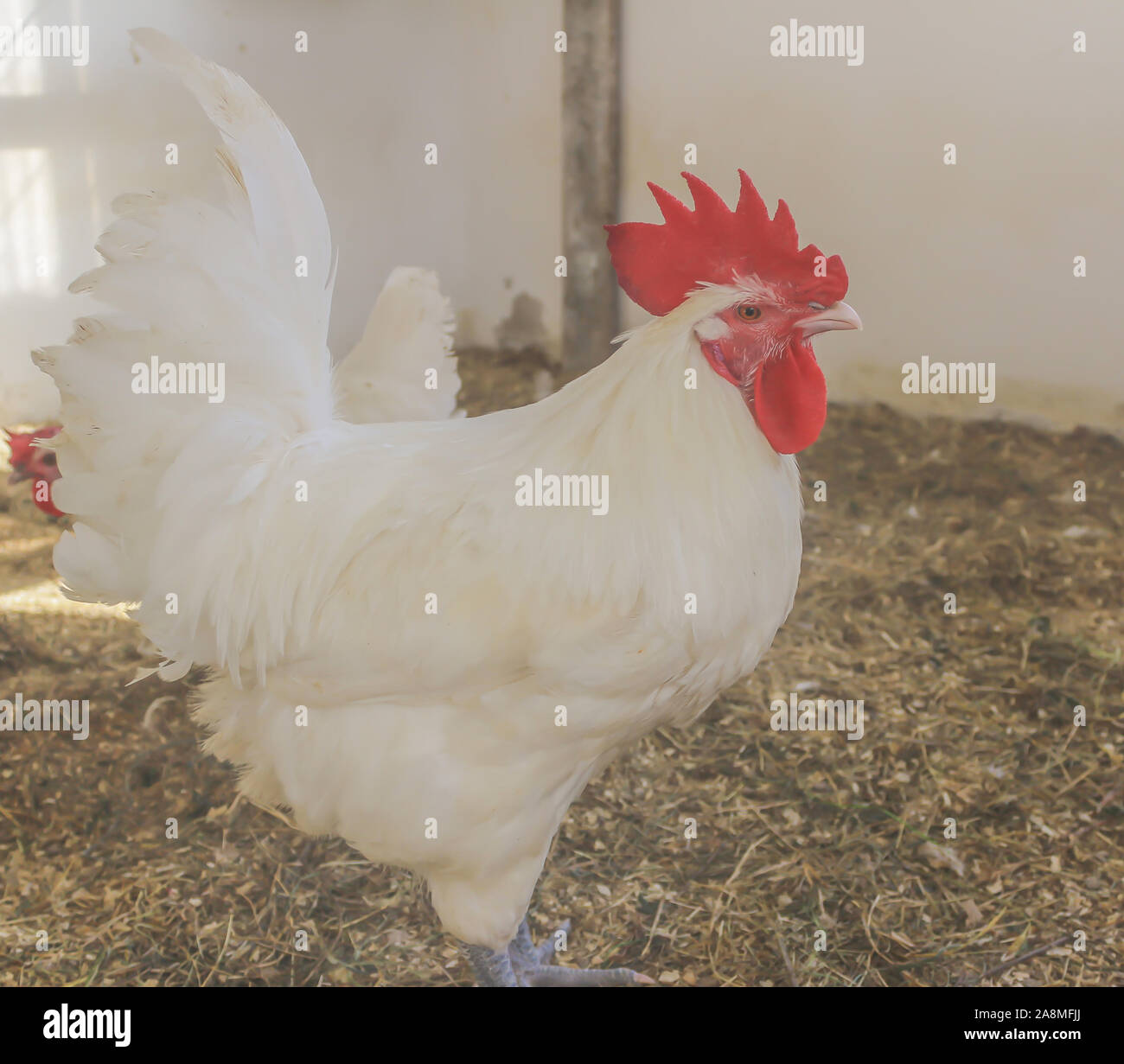 Bresse Gauloise pollo, Rooster, Huhn, Hahn, 16 settimane di età, Janja in Bosnia Foto Stock