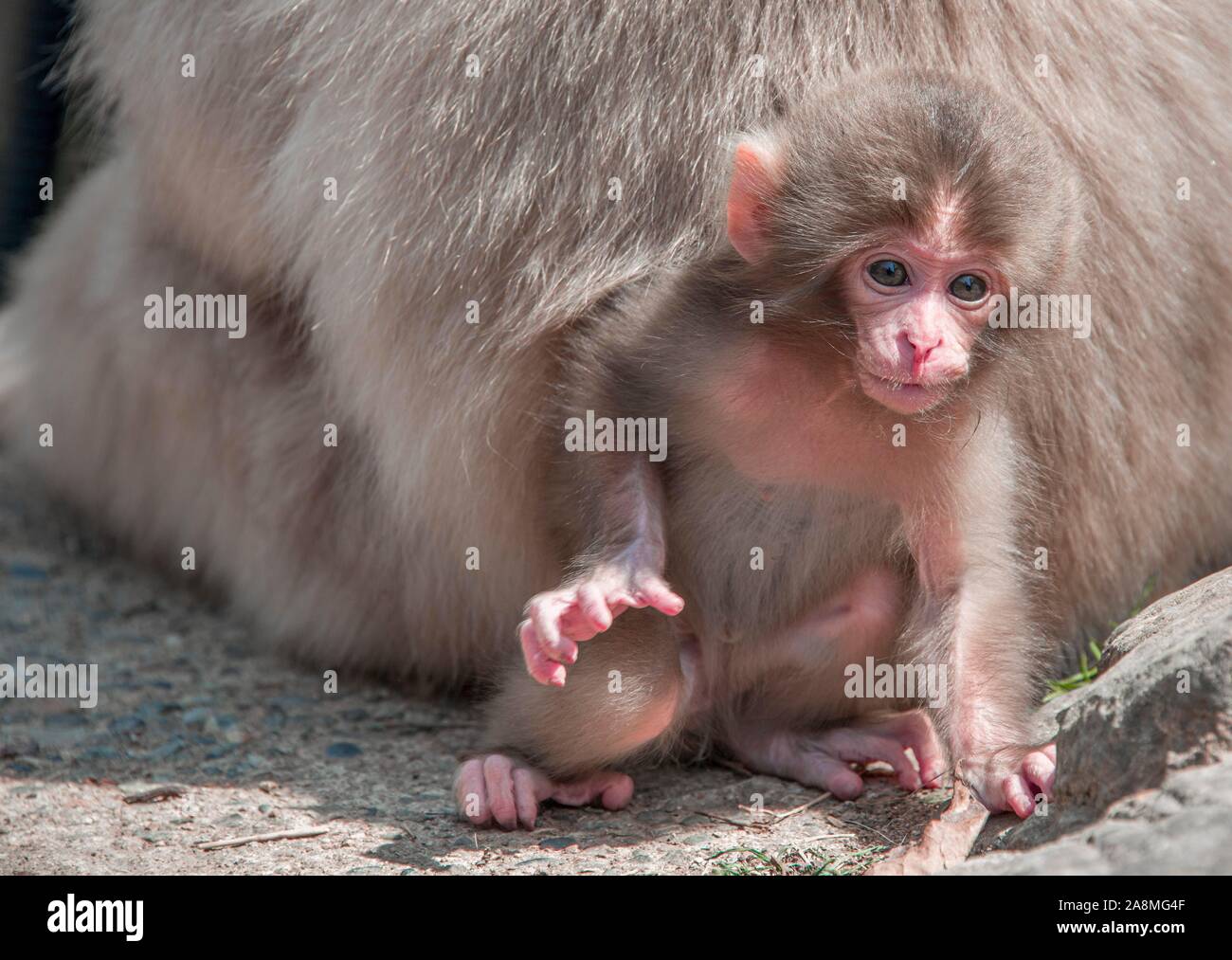 I giovani giapponesi macaque (Macaca fuscata), animale baby, Yamanouchi, Prefettura di Nagano, isola di Honshu, Giappone Foto Stock