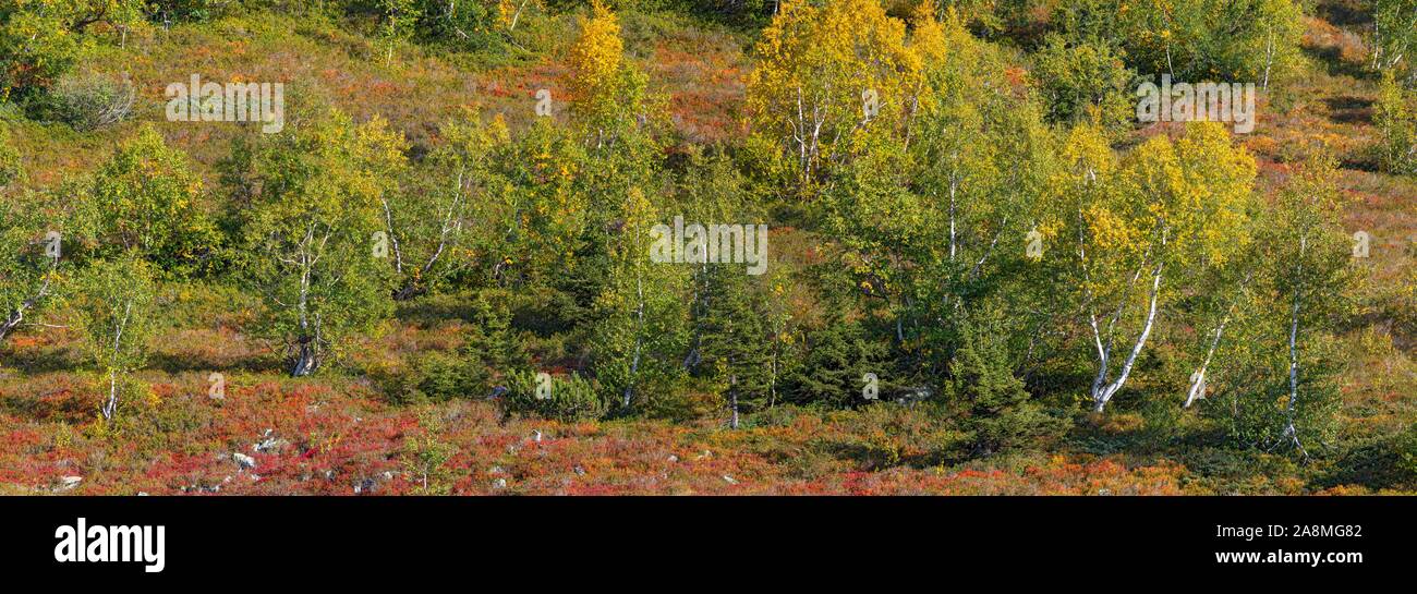 Autunnale di paesaggio di montagna con arbusti nani e roverella betulle, Naunz, Schwaz, in Tirolo, Austria Foto Stock