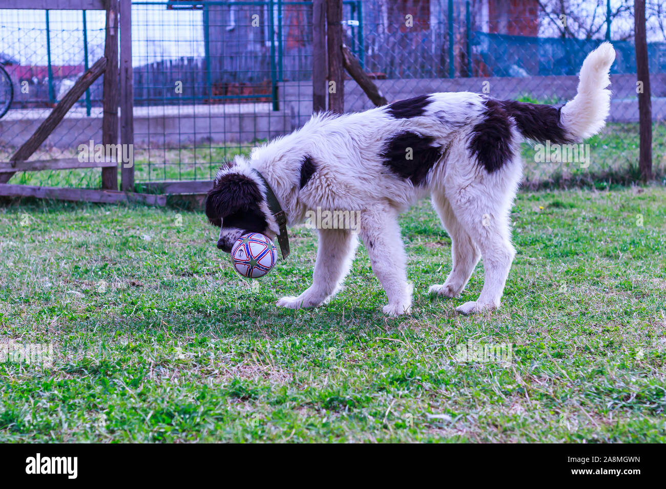 Custode del bestiame cane, Ciobanesc Romanesc de Bucovina, imbrancandosi cane della Romania, il cane pastore di Bukovina, LGD Janja in Bosnia Foto Stock