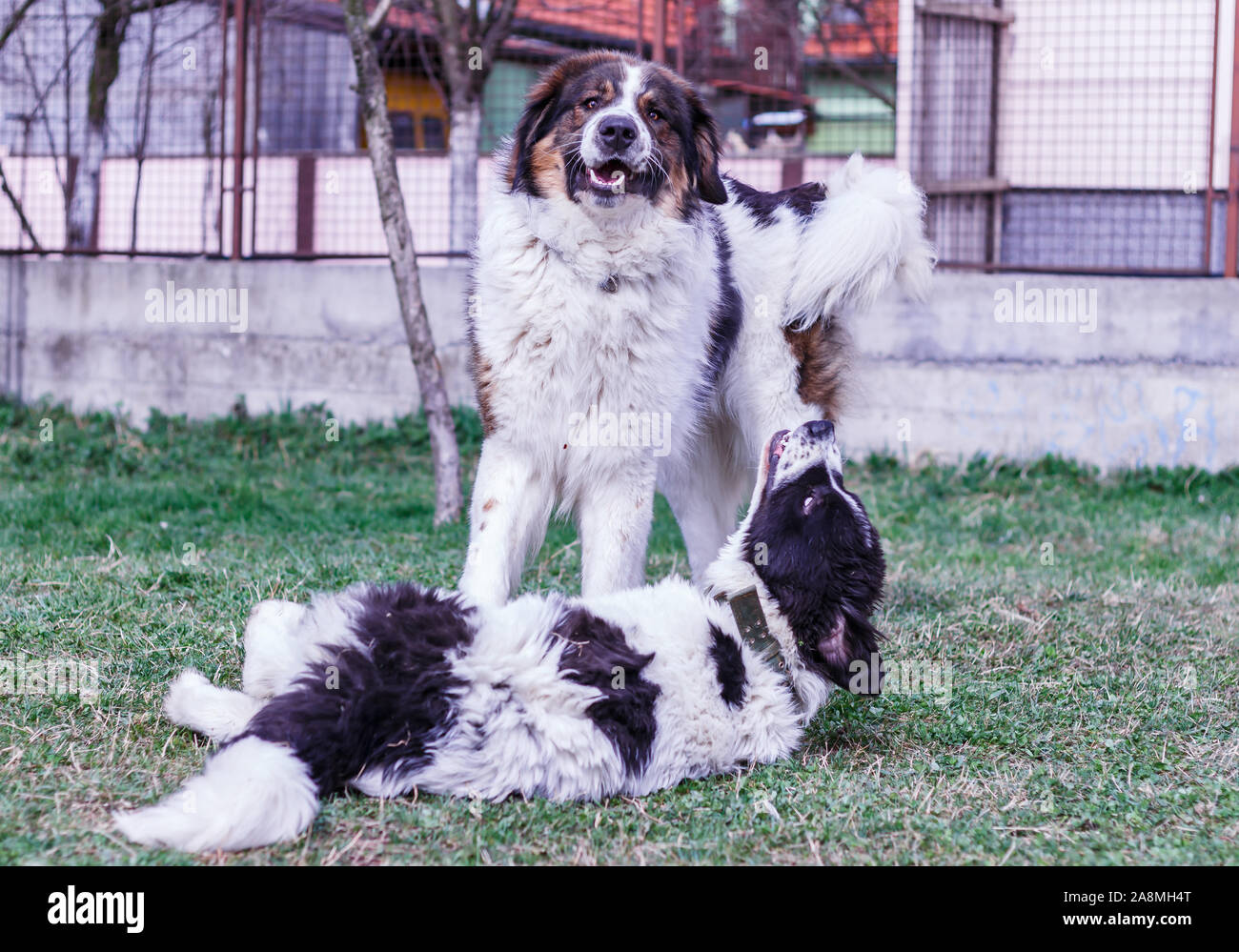 Custode del bestiame cane, Tornjak da Vlasic mountain e Ciobanesc Romanesc de Bucovina, imbrancandosi cane, cane pastore, LGD a giocare in Janja Bosnia Foto Stock