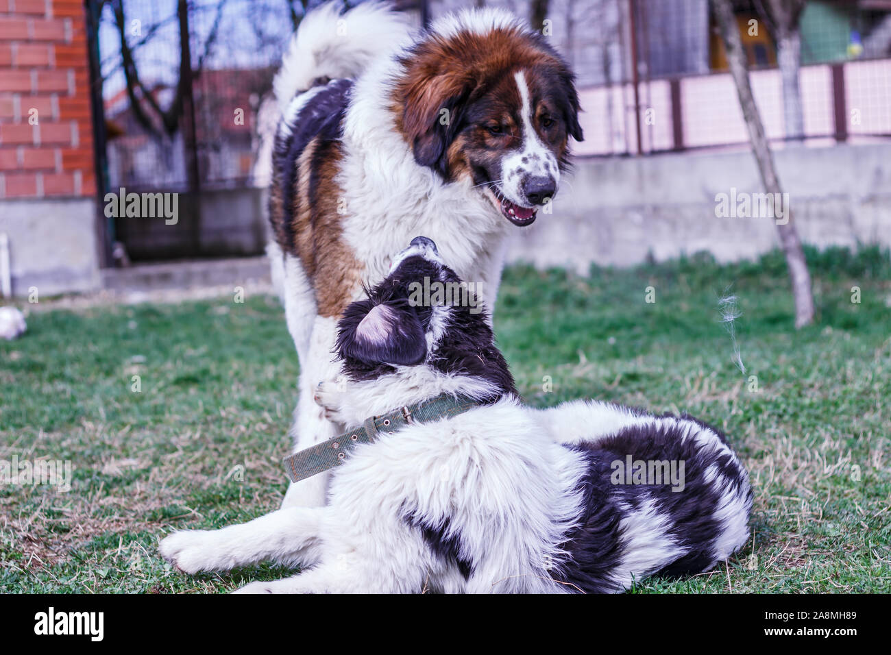 Custode del bestiame cane, Tornjak da Vlasic mountain e Ciobanesc Romanesc de Bucovina, imbrancandosi cane, cane pastore, LGD a giocare in Janja Bosnia Foto Stock