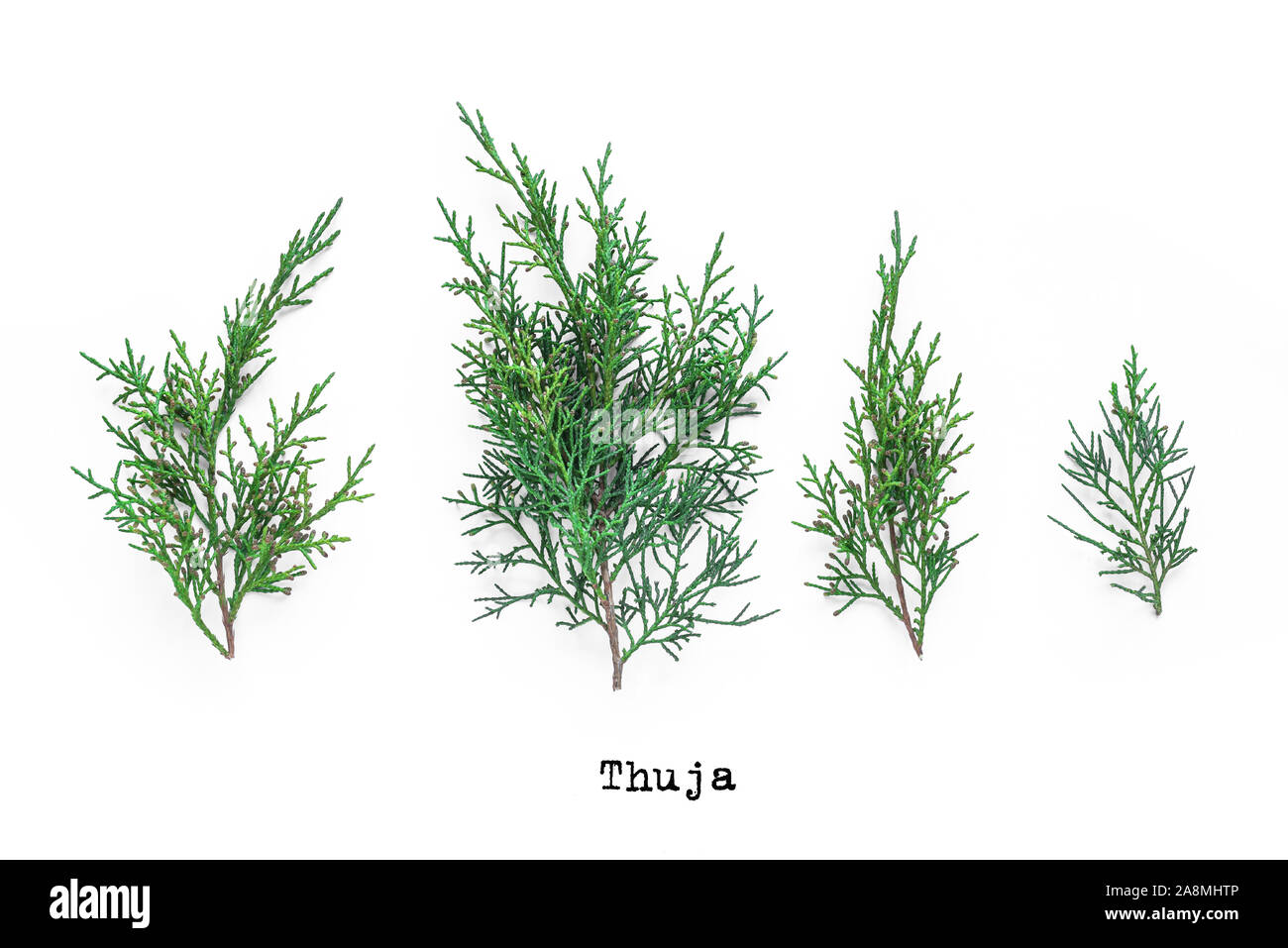 Thuja pianta sempreverde rami raccolta su sfondo bianco. Foto Stock