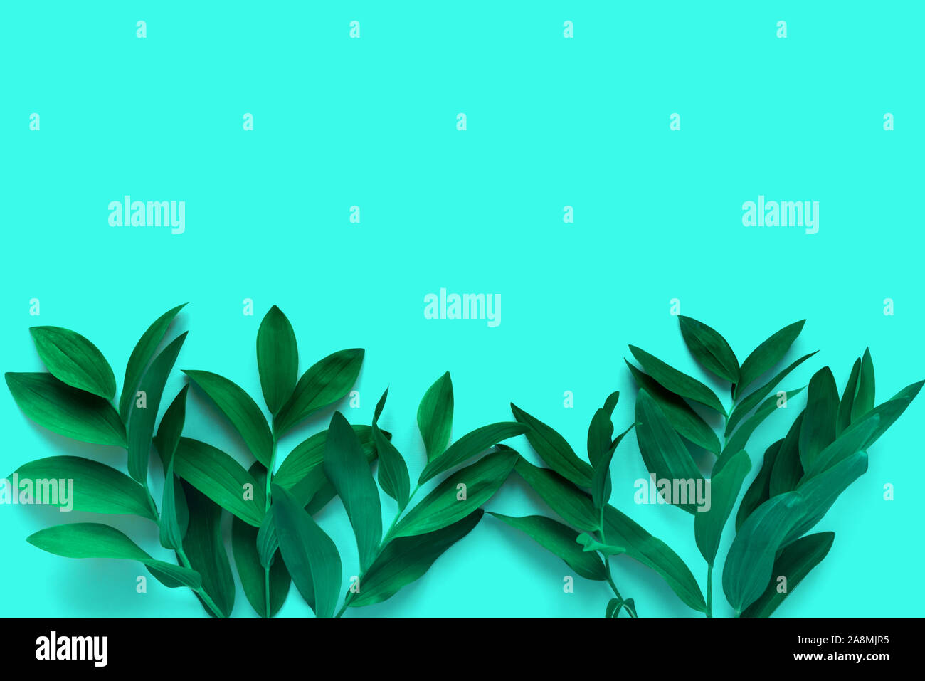 Layout creativi di foglie verdi, Esotiche piante selvatiche sul turchese alla moda, vista dall'alto, copia dello spazio. Estate, la molla o il concetto di ecologia. Foto Stock