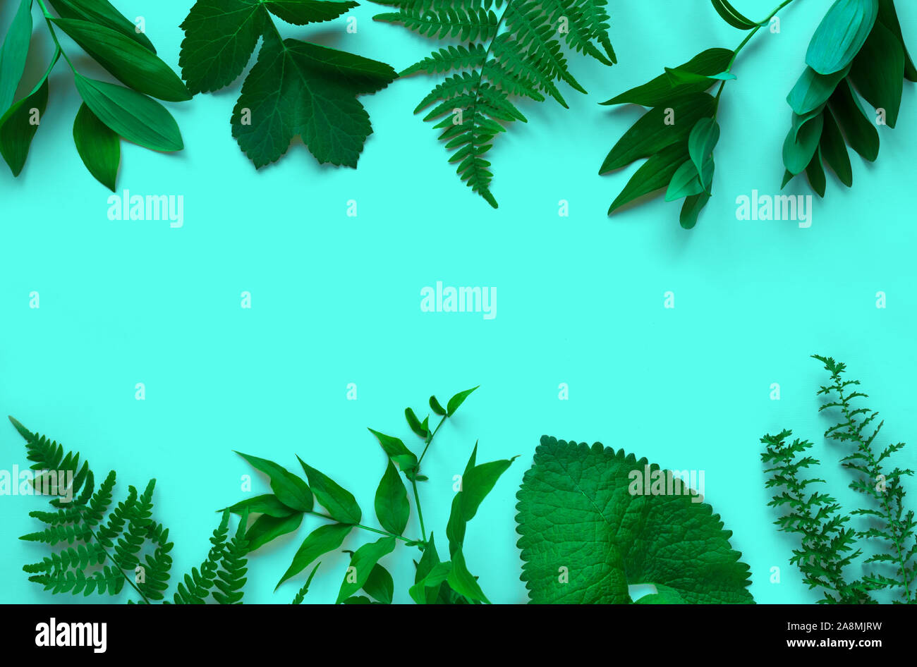 Layout creativi di foglie verdi, Esotiche piante selvatiche sul turchese alla moda, vista dall'alto, copia dello spazio. Estate, la molla o il concetto di ecologia. Foto Stock
