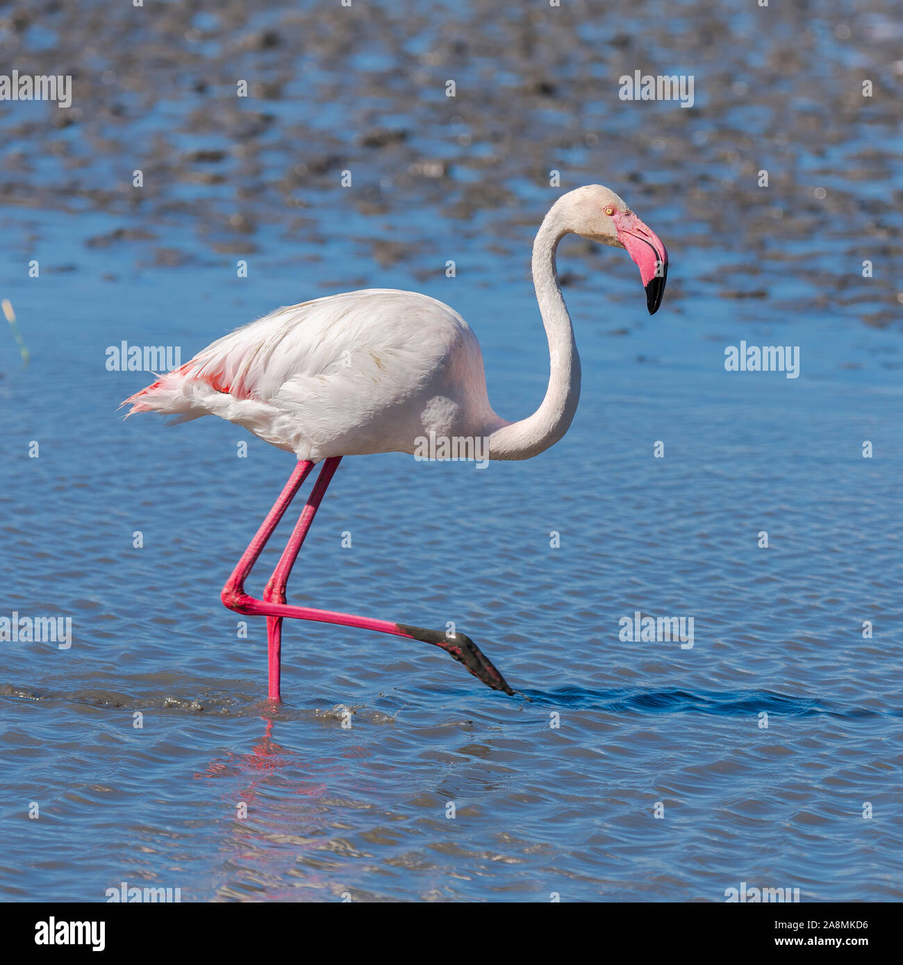 Fenicottero maggiore, rosa uccello di mangiare nel lago in Camargue Foto Stock