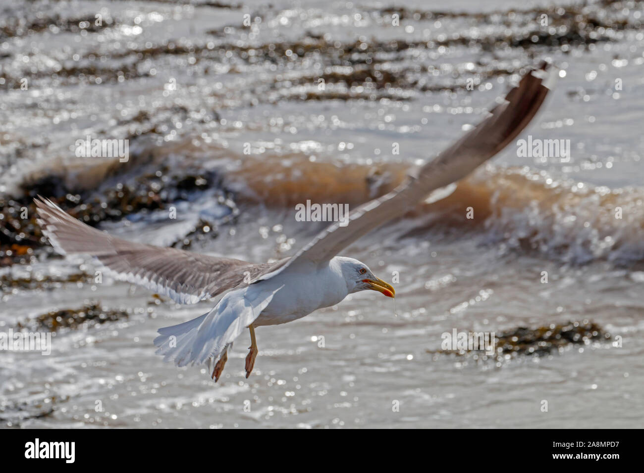 Seagull catturano il vento Foto Stock