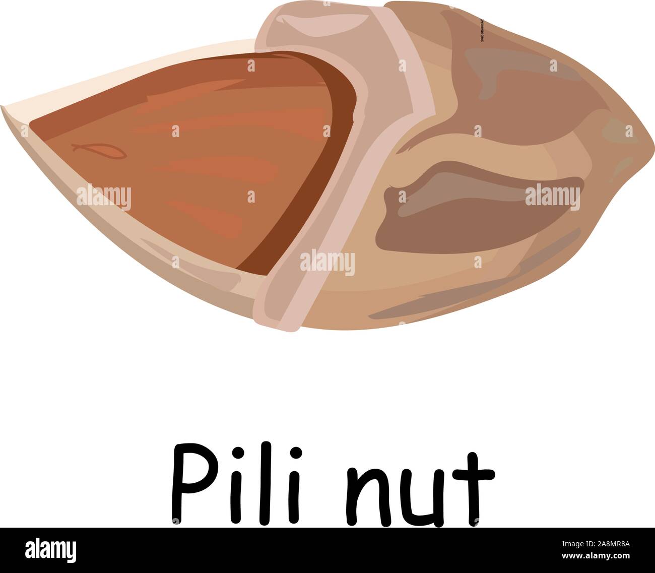 Hawaiian Pili dado. Prodotti esotici. Noce pili. Illustrazione di vettore isolato su sfondo bianco. Utili cibo vegan. I dadi sono buone. Illustrazione Vettoriale