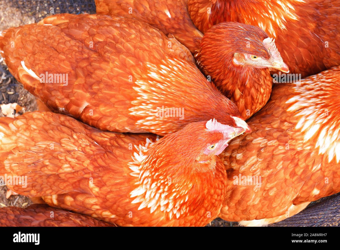 Orange galline che nel gruppo di galline rurale house Foto Stock