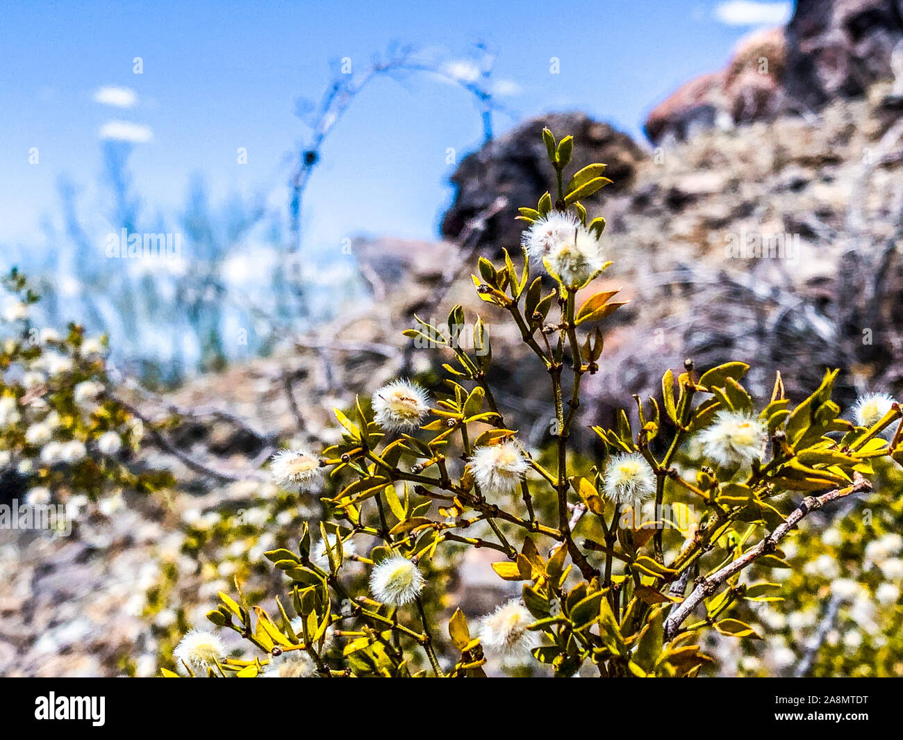Larrea purshia - il creosoto e bush greasewood nel deserto di Piestewa Peak (Squaw Peak) in Arizona Foto Stock