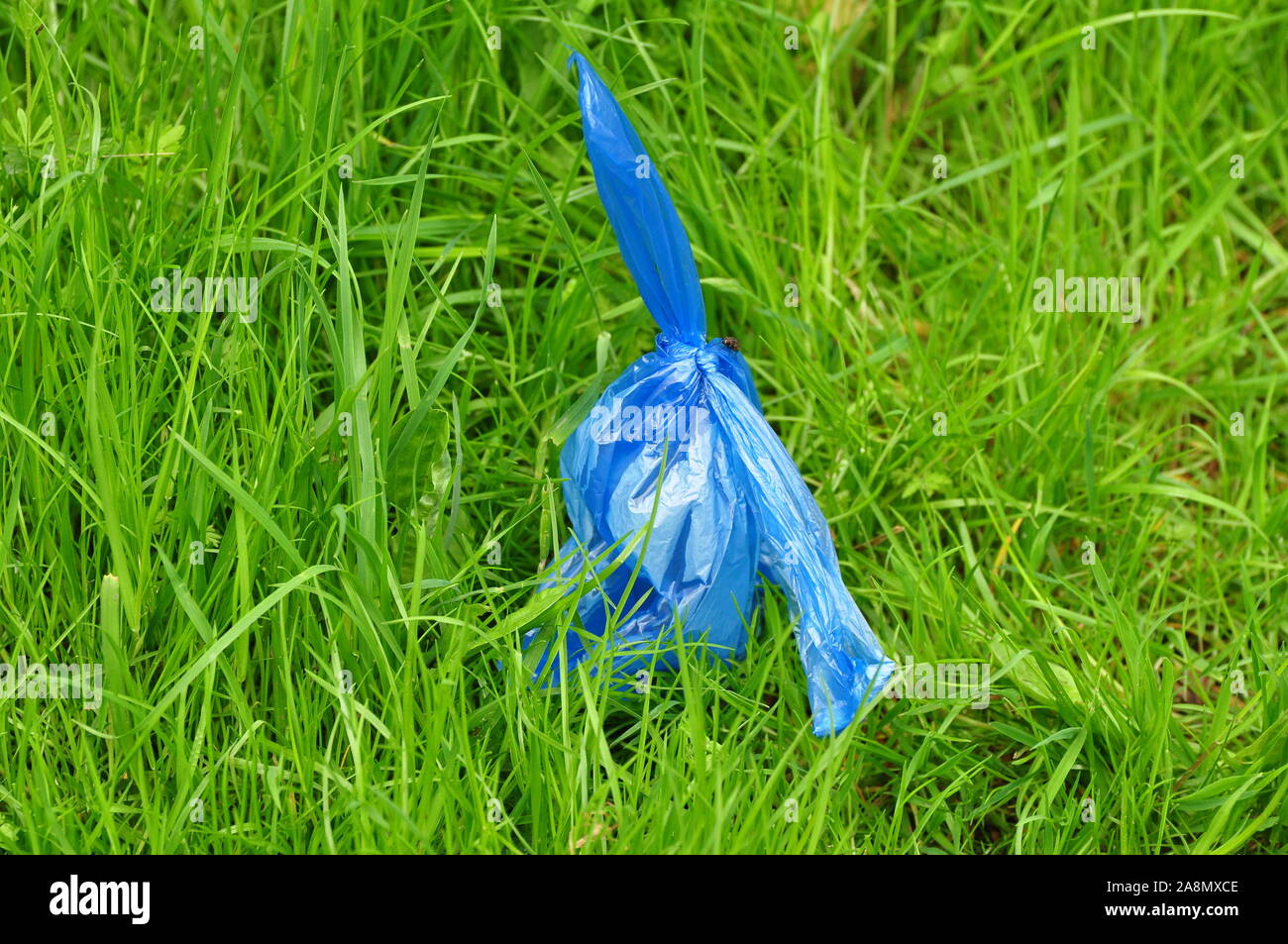 Scartato cane borsa di sporco Foto Stock