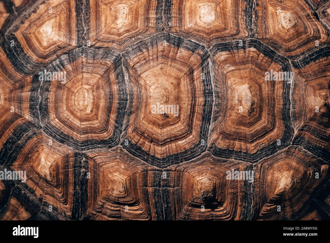 La Tartaruga indietro texture di sfondo Foto Stock