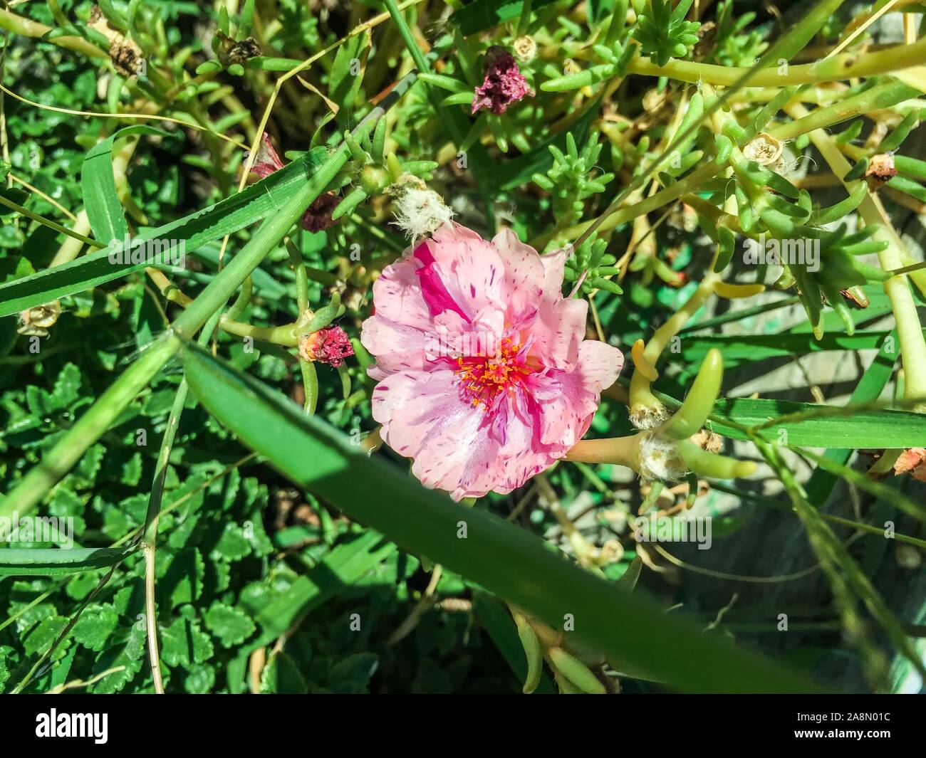 Hot pink rosa selvatica - Rosa nutkana Foto Stock