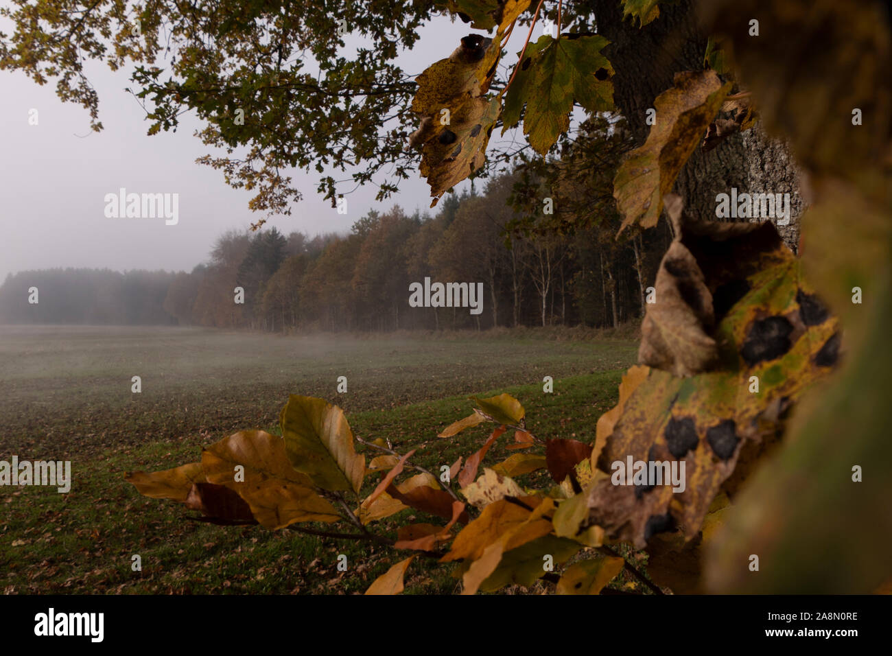 La nebbia di mattina a piedi in Germania Allgäu campi di foresta cadono le foglie di autunno sud Foto Stock