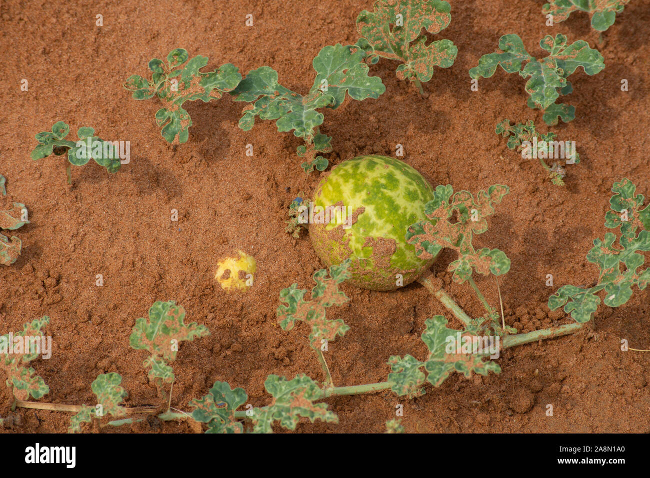 Un mezzo sepolto Desert Squash (Citrullus colocynthis) (Handhal) nella sabbia negli Emirati Arabi Uniti (EAU) a notte. Foto Stock