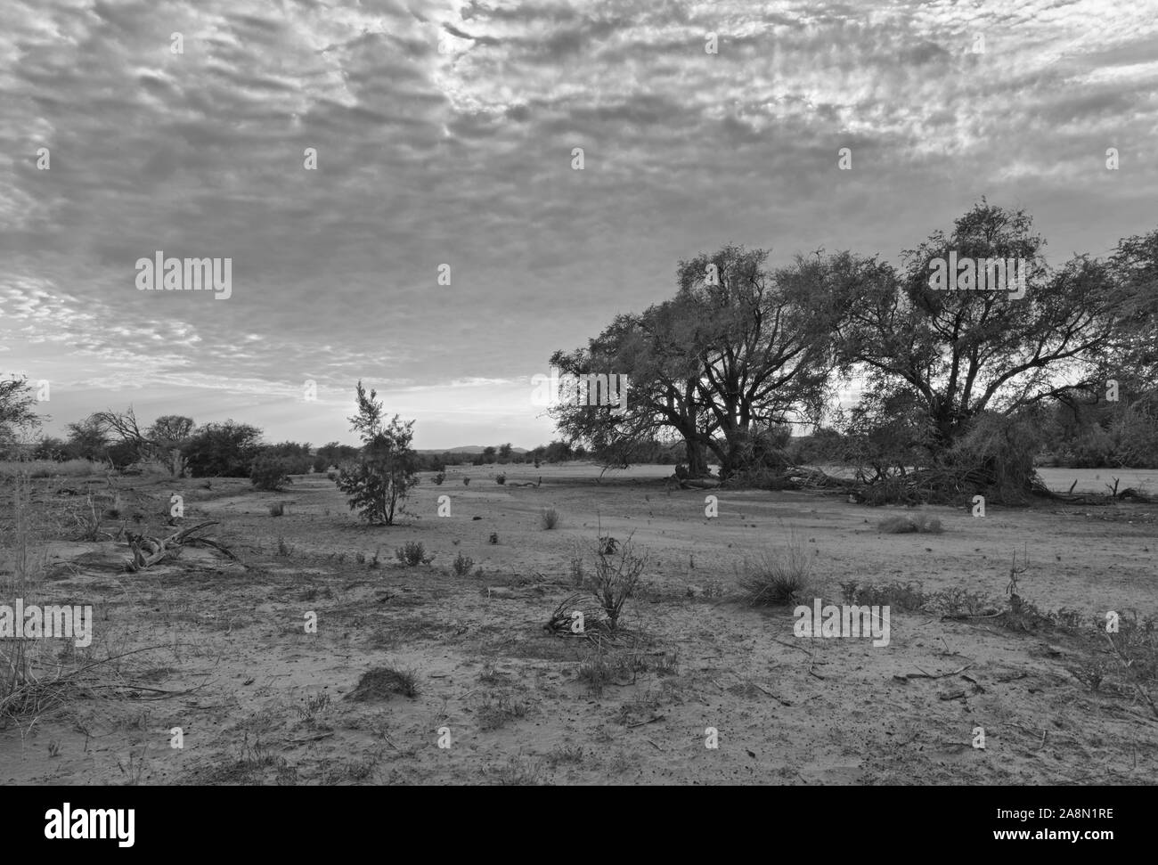 Il secco alveo del fiume Swakop al mattino in bianco e nero della Namibia Foto Stock