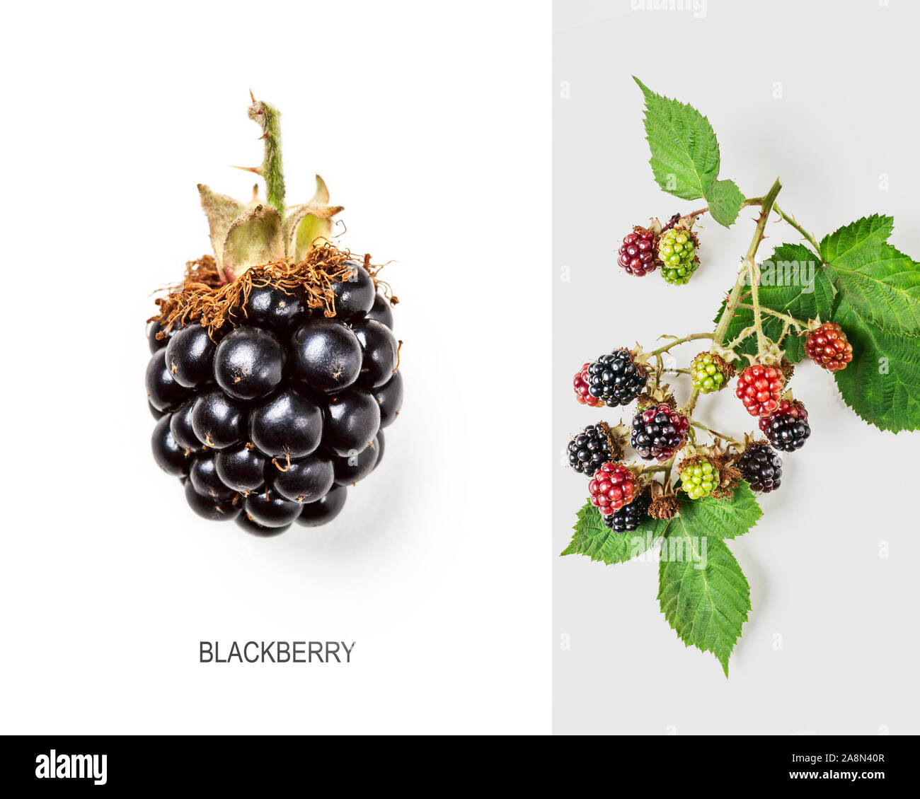 Layout creativi con fresco di more su sfondo bianco. Una sana alimentazione e dieta alimenti concetto. Estate frutta e bacche di disposizione. Vista superiore, fl Foto Stock