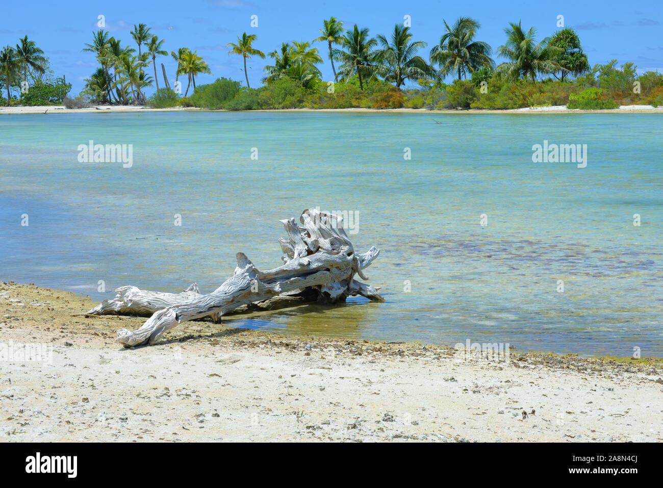 Legno galleggiante su una spiaggia di sabbia bianca in Polinesia, isola paradisiaca Foto Stock