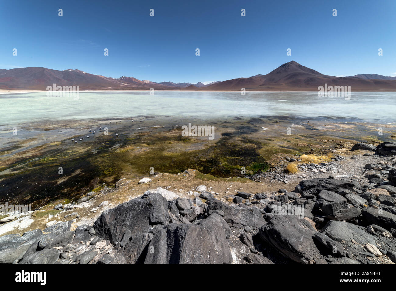 Laguna Bianca, Laguna Blanca, Eduardo AVaroa riserva nazionale, Bolivia Foto Stock