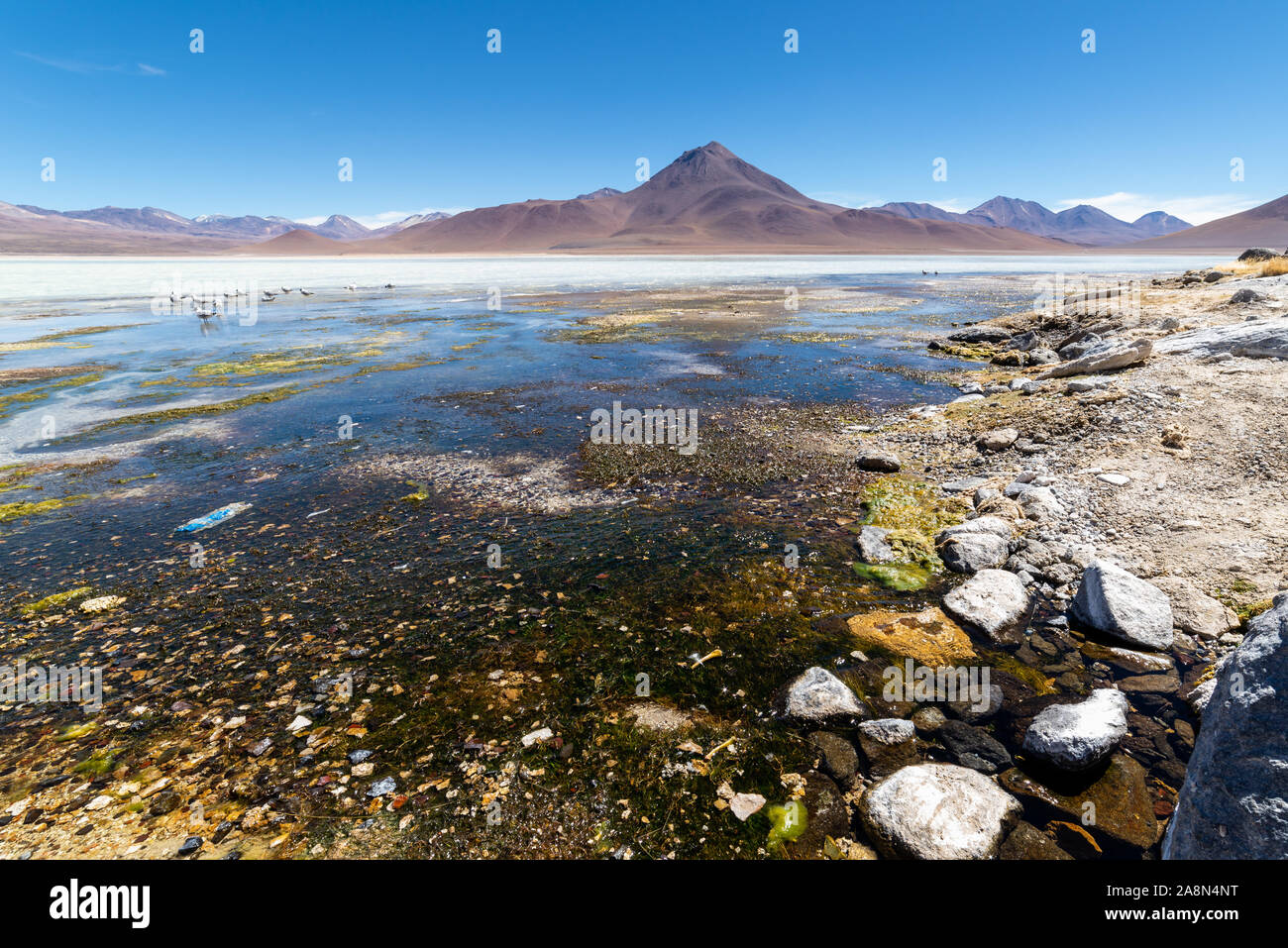 Laguna Bianca, Laguna Blanca, Eduardo AVaroa riserva nazionale, Bolivia Foto Stock