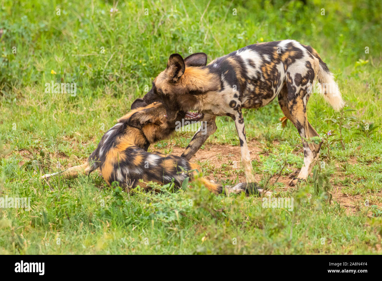 African cani selvatici ( Lycaon Pictus) svolgono combattimenti, Madikwe Game Reserve, Sud Africa. Foto Stock