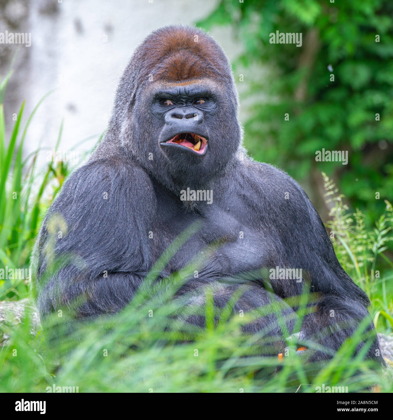 Gorilla, scimmia, uomo dominante, atteggiamento divertente Foto Stock