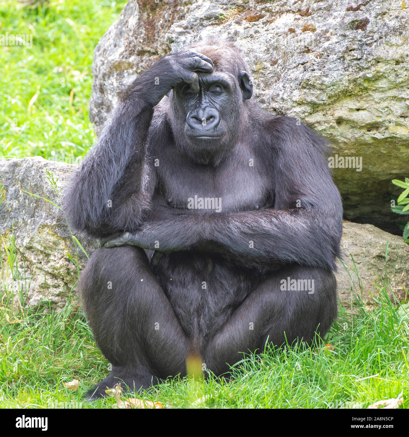 Gorilla, scimmia, seduto e pensando Foto Stock