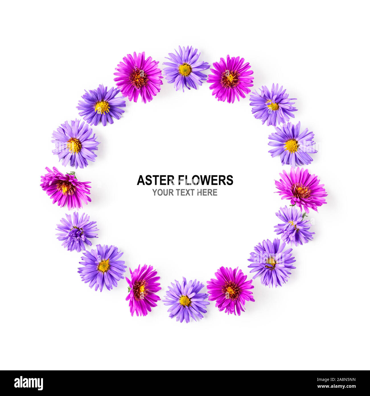 Autunno composizione di fiori. Ghirlanda di rosa e viola aster su sfondo bianco. Fiori e layout creativi. Appartamento laico, vista dall'alto, copia spac Foto Stock