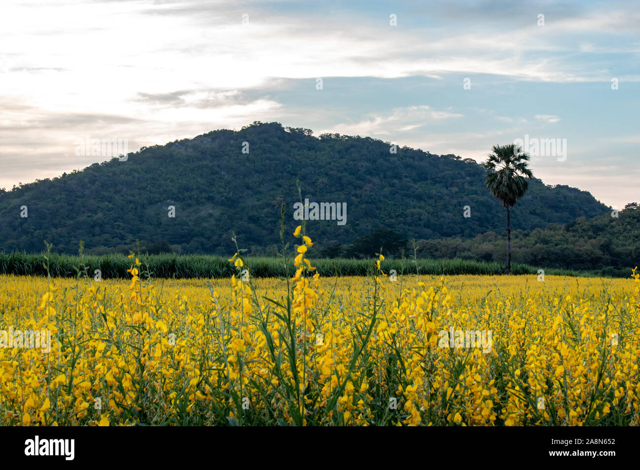 Giallo Crotalaria juncea L. Flower sfondo di palme e montagne. Foto Stock