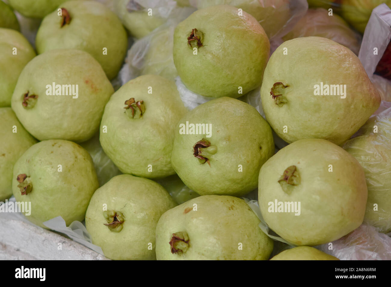 Psidium guajava fresco di fattoria Foto Stock