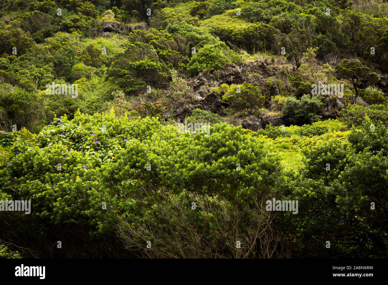 Macaronesica foresta. Faial, Azzorre, Portogallo Foto Stock