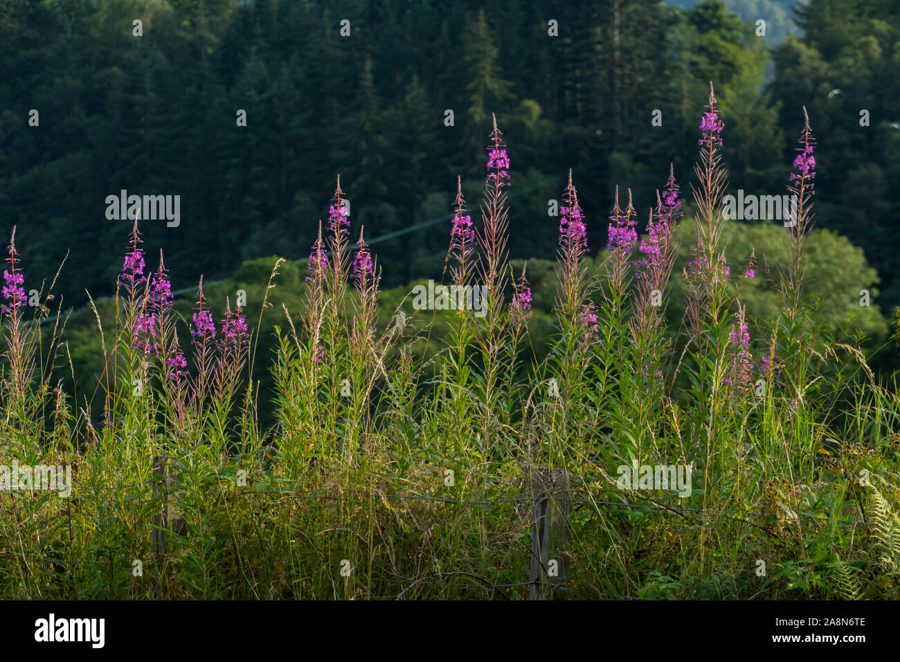 Weidenröschen mit lila rosa Blüten farbenen, wachsen am Waldrand Foto Stock