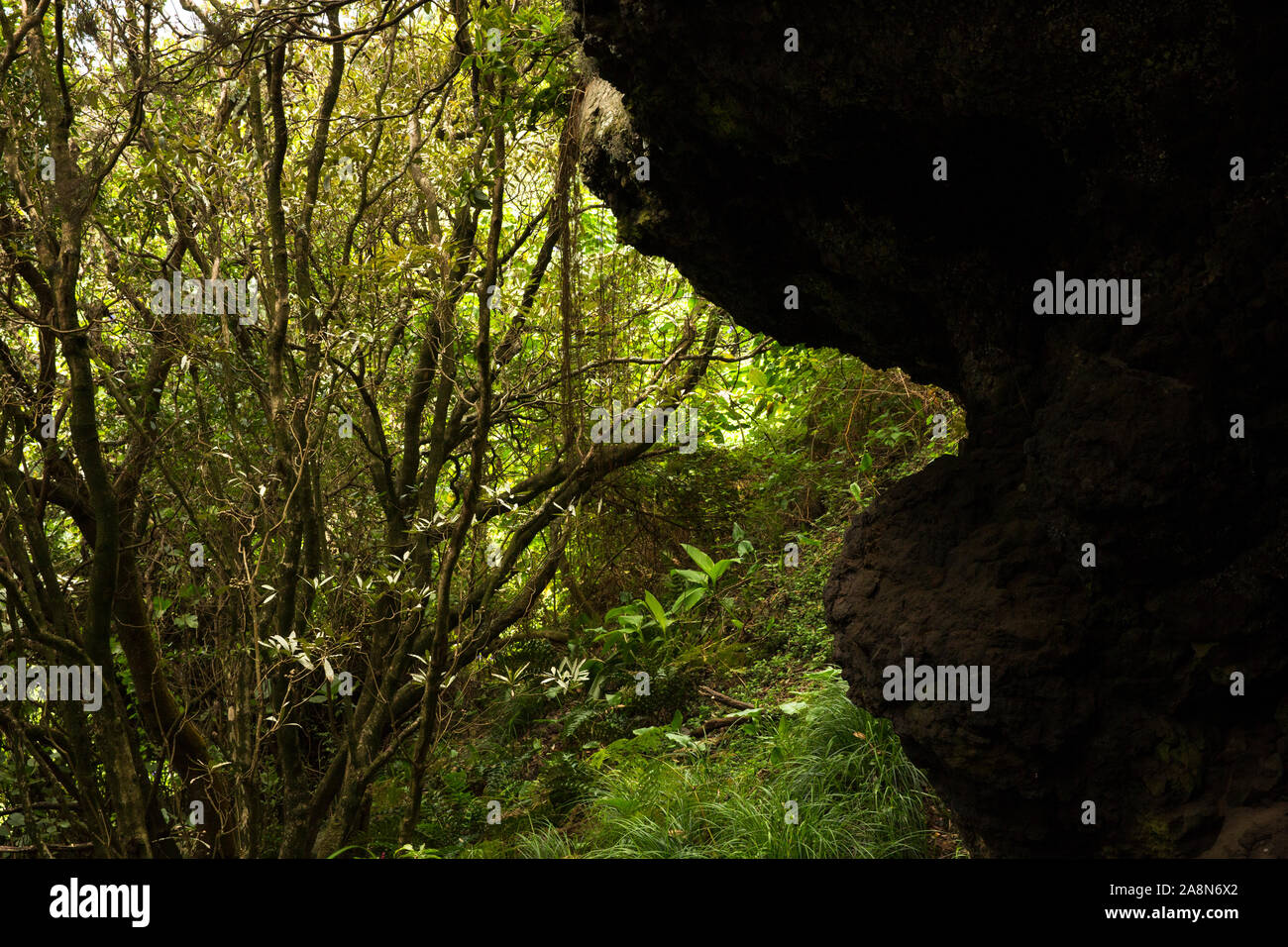 Foresta Laurissilva in Faial. Azzorre, Portogallo Foto Stock