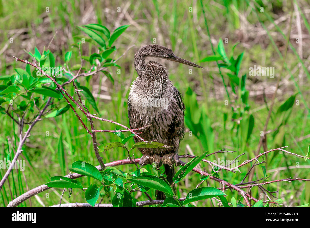 Giovane femmina (anhinga Anhinga anhinga) nella palude Foto Stock