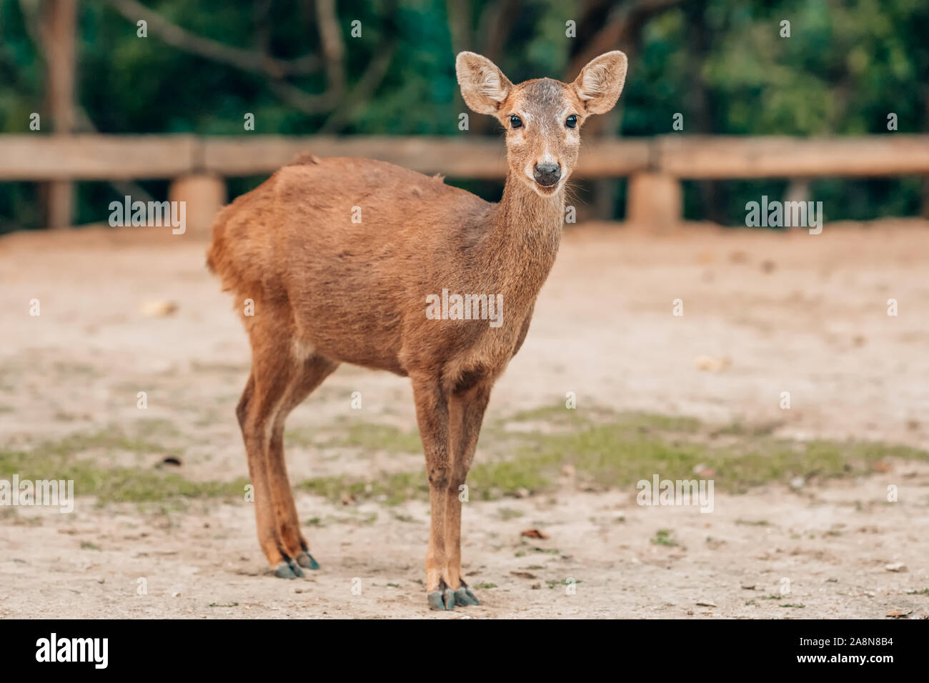 Giovani chital o cheetal noto anche come cervo maculato o asse cervi il giovane cervo Foto Stock