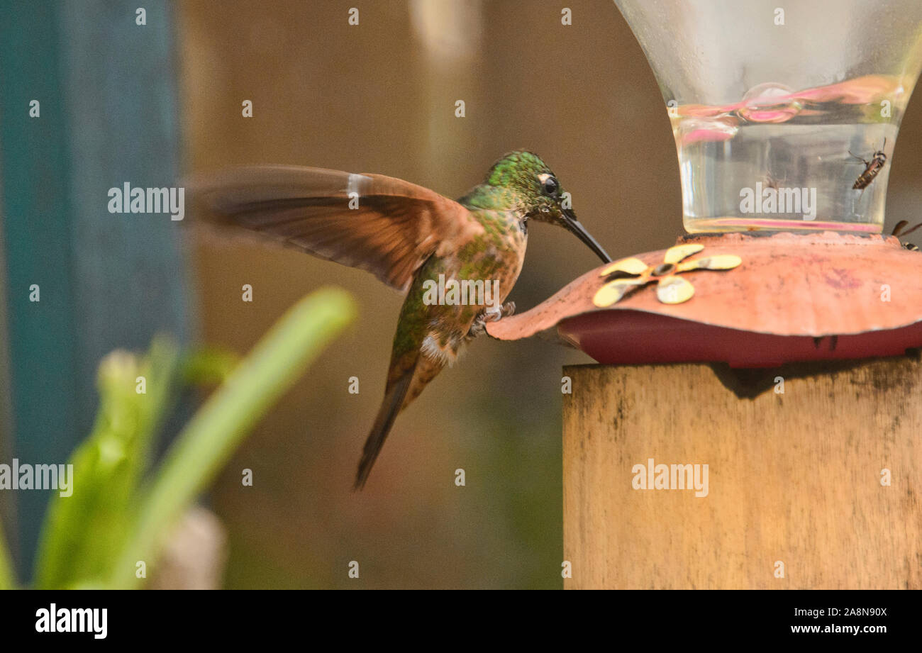 Fawn-breasted hummingbird brillante (Heliodoxa rubinoides), Bellavista Cloud Forest Riserve, Mindo, Ecuador Foto Stock