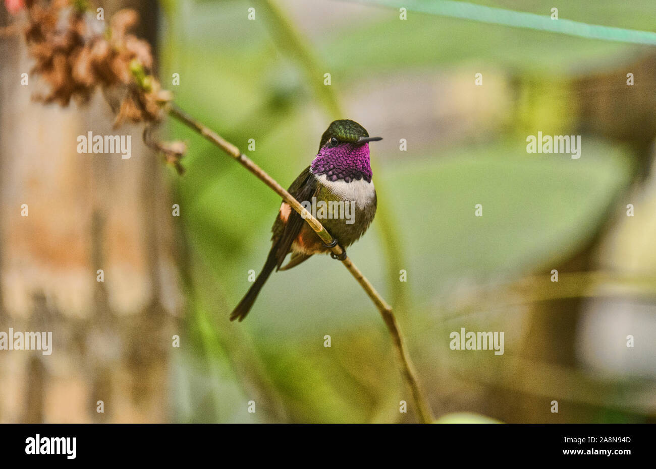 Purple-throated hummingbird woodstar (Philodice mitchellii), Bellavista Cloud Forest Riserve, Mindo, Ecuador Foto Stock