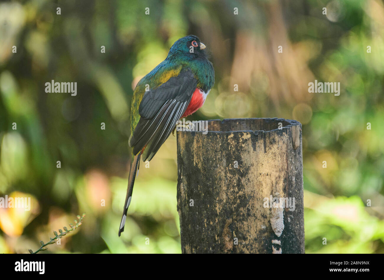 Masked trogon (Trogon personatus), Bellavista Cloud Forest Riserve, Mindo, Ecuador Foto Stock