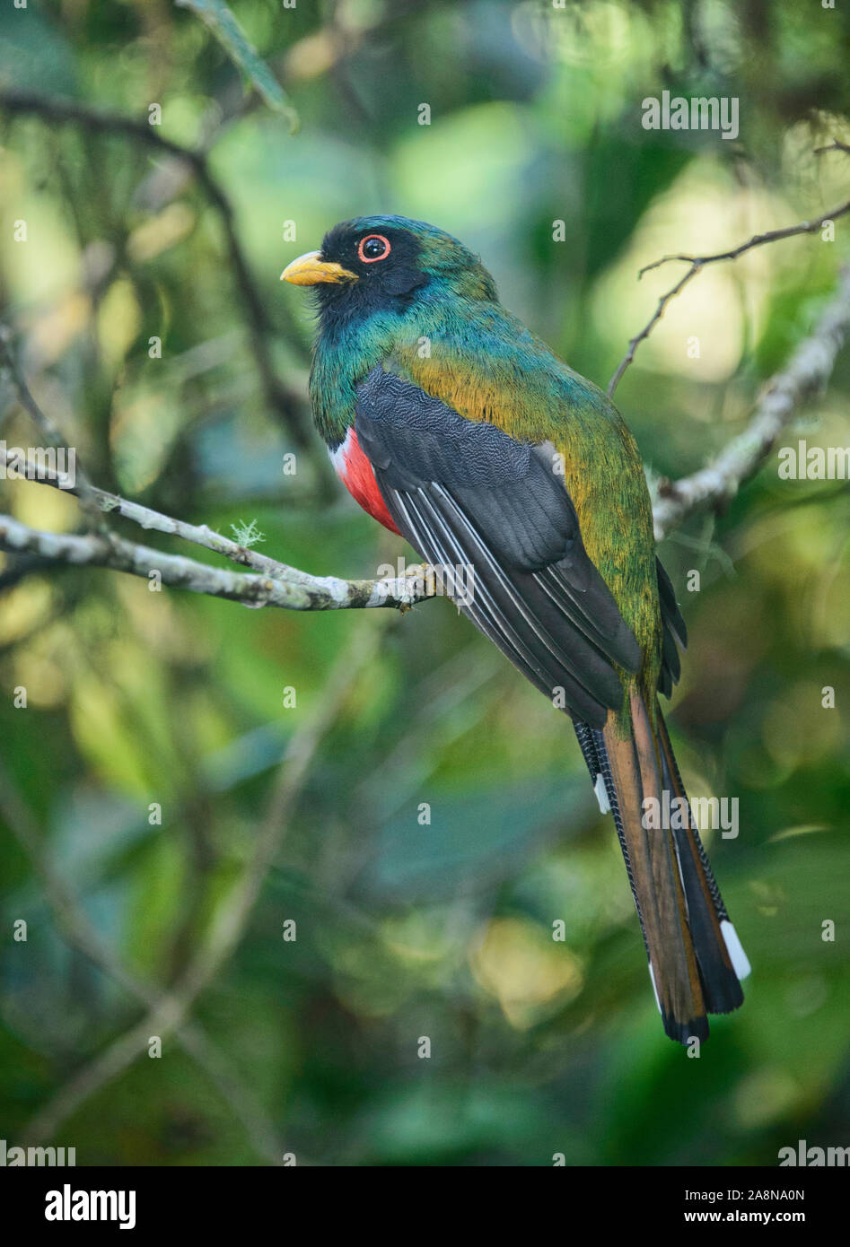 Masked trogon (Trogon personatus), Bellavista Cloud Forest Riserve, Mindo, Ecuador Foto Stock