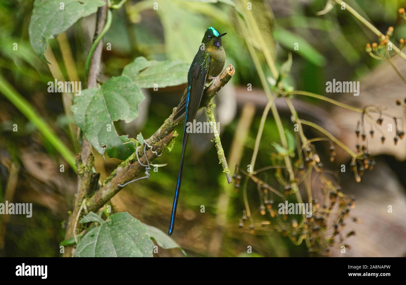 Viola-tailed sylph hummingbird (Aglaiocercus coelestis), Bellavista Cloud Forest Riserve, Mindo, Ecuador Foto Stock