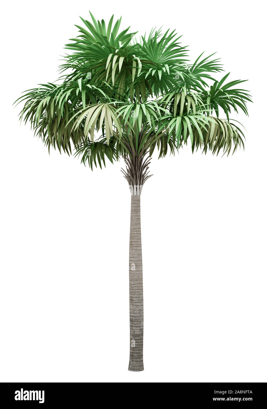 La sterpaglia Palm tree isolati su sfondo bianco. 3d illustrazione Foto Stock