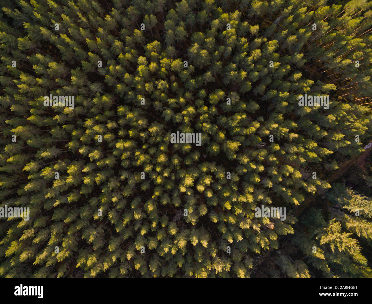Vista Aerea della Foresta Skelbo Sutherland Scotland Regno Unito Foto Stock