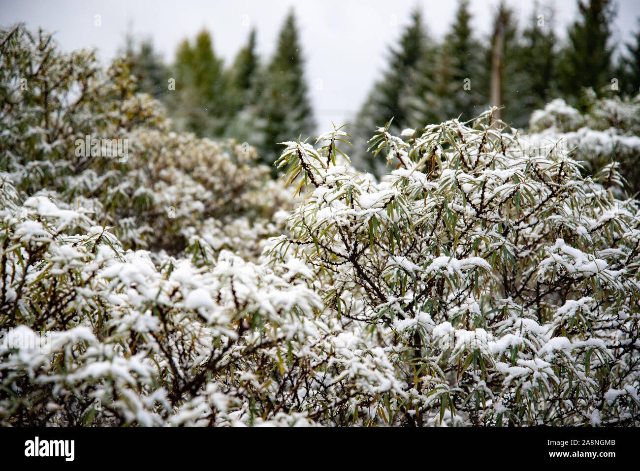 Le boccole sotto la neve. Neve coperto di foglie in inverno. Boccola con foglie verdi coperte di neve. Foto Stock