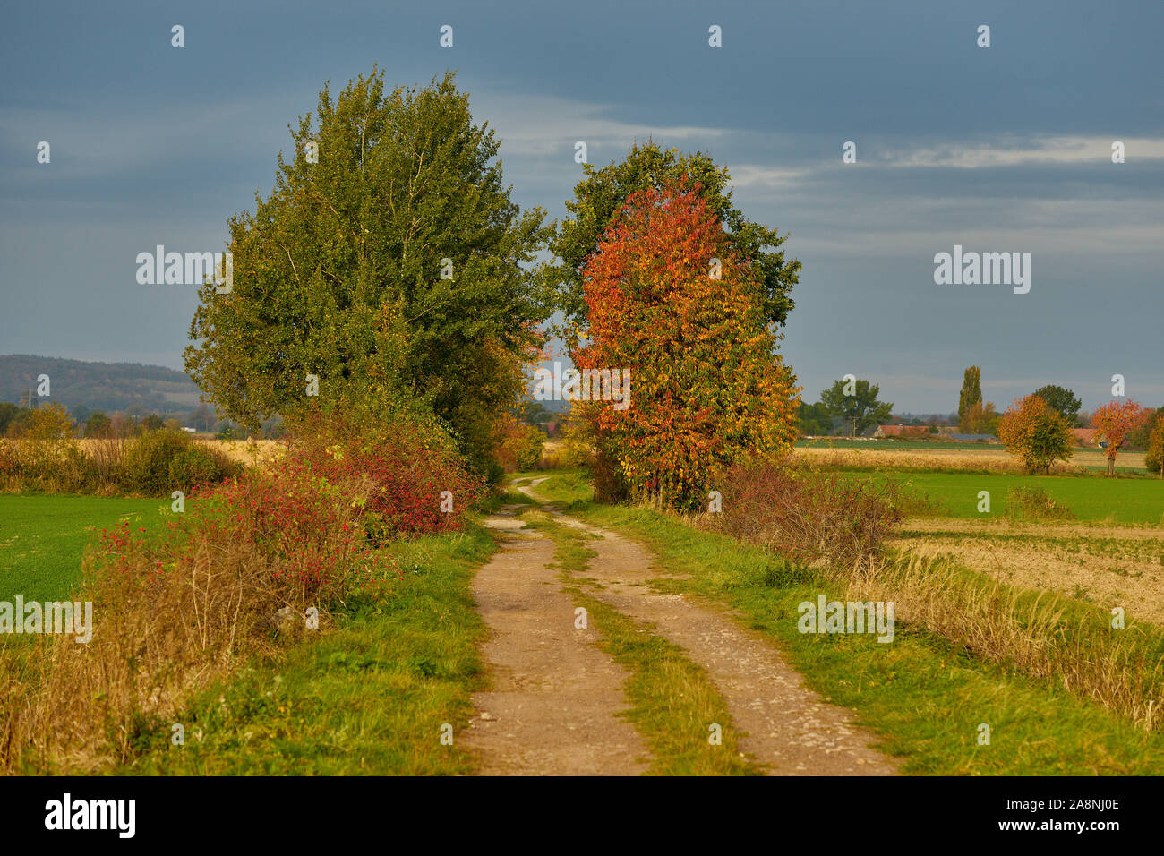 Strada sterrata in autunno i campi colorati tranquillo paesaggio autunnale Foto Stock