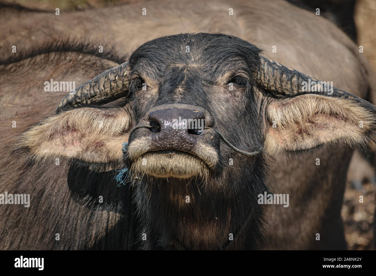 Bufalo d'acqua, Myanmar Foto Stock