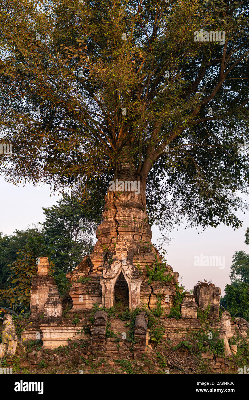 Albero che cresce da un antico stupa, Hsipaw, Myanmar (Birmania) Foto Stock