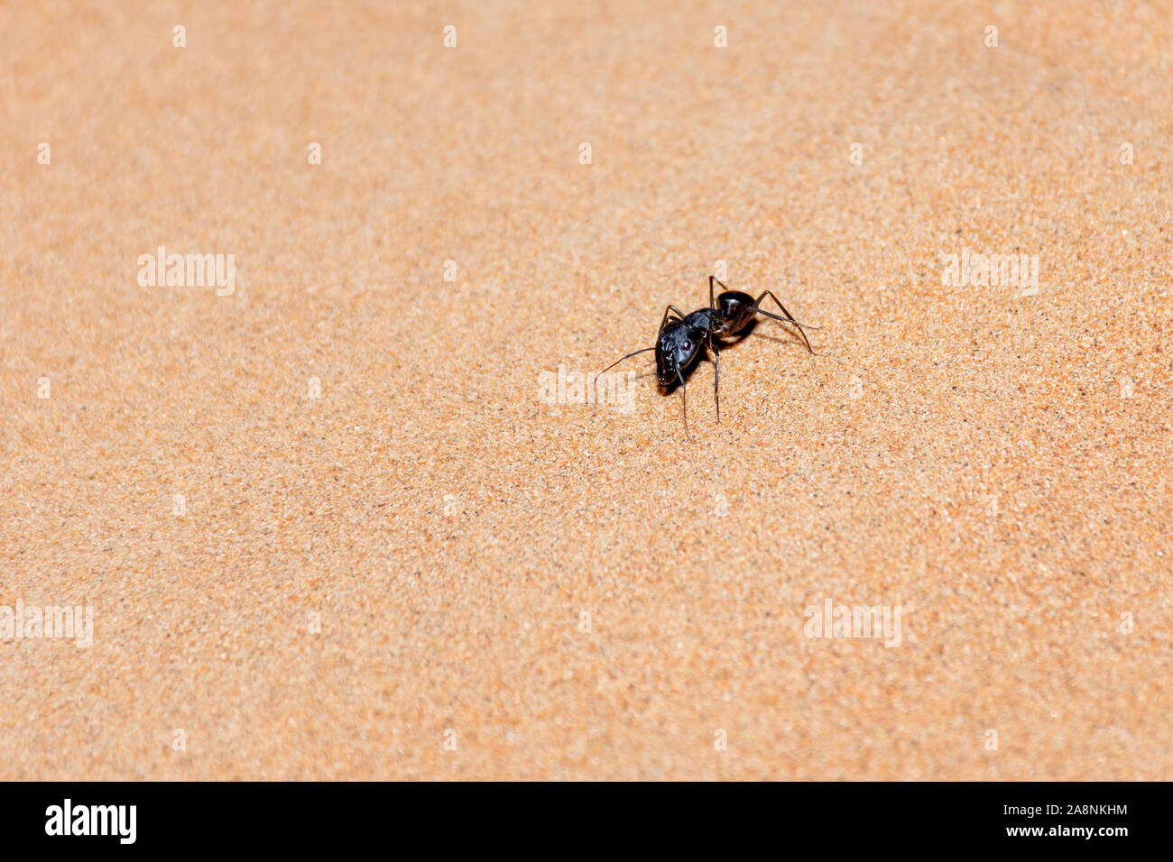 Giant Ant (Camponotus xerxes), un Nero notte tempo creatura, che corre lungo le dune di sabbia negli Emirati Arabi Uniti a notte. Foto Stock